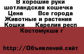 В хорошие руки шотландская кошечка › Цена ­ 7 - Все города Животные и растения » Кошки   . Карелия респ.,Костомукша г.